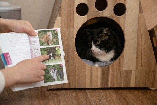 고양이 분류책과 현재 반려묘가 된 스몰비. 사진=김포도 제공