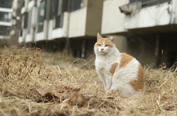 둔촌주공아파트의 고양이. 사진=김포도 제공