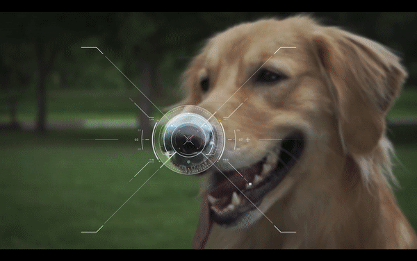 ▲스마트폰 촬영을 통해 간편하게 반려동물을 등록할 수 있는 펫나우 앱 사진 = 펫나우 제공
