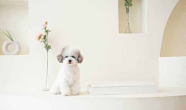 ▲반려동물 위한 대리석 쿨매트 사진=대리석아빠 제공.