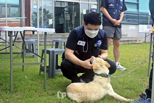 ▲ 마당개로 사육되고 있는 '짱이'가 봉사 장소에 도착해 검진 받는 모습, 암컷인 짱이는 3마리의 새끼와 함께 이곳을 찾아왔다. 사진 = 문진학 기자
