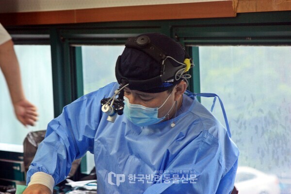 ▲ 현장에서 중성화 수술 집도 중인 모습 사진 = 문진학 기자