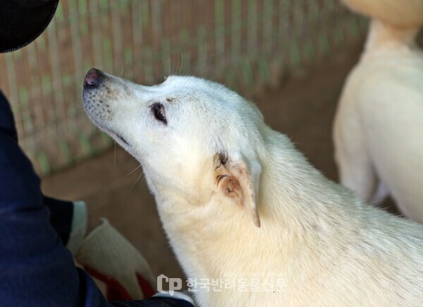 ▲ 사람에게 학대·유기를 겪었음에도 사람을 따르는 보호견 (사진 = 문진학 기자)