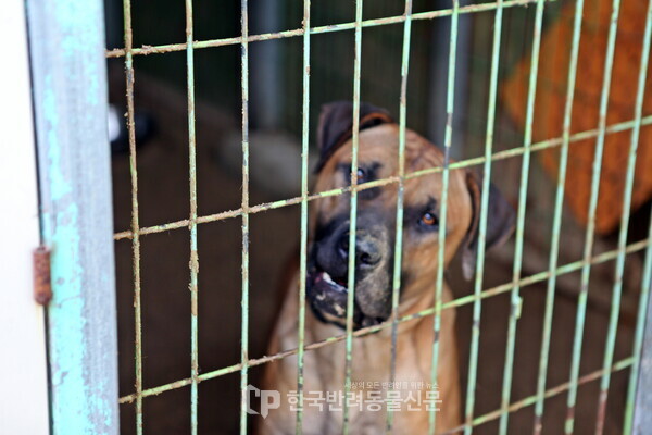 ▲ 농장에서 구조된 대부분의 도사믹스견은 입양이 어려워 보호소에서 생을 마감한다 (사진 = 문진학 기자)
