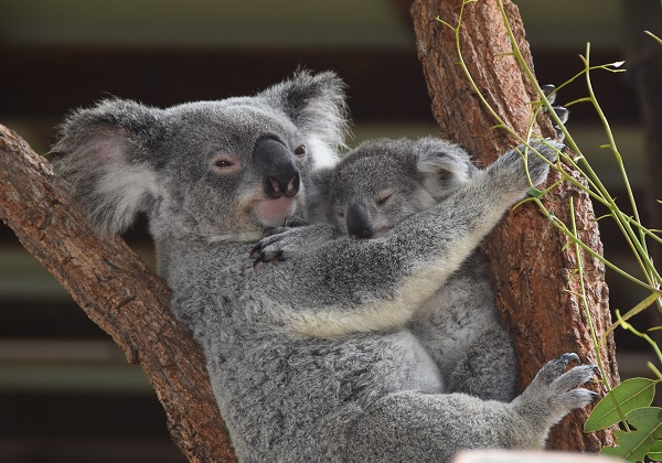 ▲동물원에 살고 있는 코알라 (사진=오스트레일리아 동물원 제공)