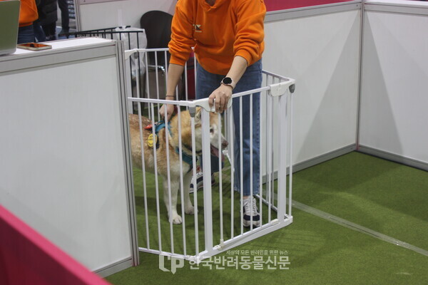 ▲ 강아지 달리기 대회 '달려갈개' 진행 중인 참가 반려견 (사진 = 정한비 기자)