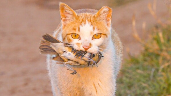 ▲ 새 사냥에 성공한 고양이, TNR 개체 표시로 귀가 일부 잘려있다 (사진 = 유투브 채널 '새덕후' 갈무리)