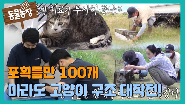 ▲ 마라도의 고양이는 중성화 수술 후 다시 섬으로 돌아갔다 (사진 = 유투브 채널 'SBS STORY' 갈무리)