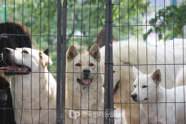 ▲ 민간 동물보호소에서 보호 중인 개들 (사진 = 문진학 기자)
