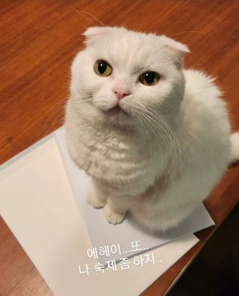 ▲ 얼굴로 승부 보는 콩콩이 (사진 = 공유 인스타그램 갈무리)